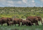 African States Battling COVID-19 with Low Wildlife Conservation Budgets