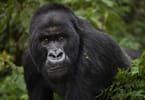 African great apes are in danger of losing their natural habitats