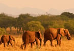 kenya safari 14 | eTurboNews | eTN