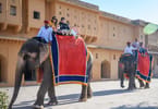 Elephant Attacks, Injures Tourist During India Joy Ride