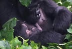 Gorilla Tourism: A Transformative Force Fueling Uganda Development