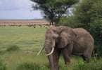 African elephants get more protection: Saving lives and tourism revenue