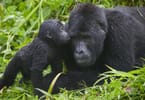 gorillamumandbaby 3 | eTurboNews | eTN