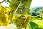 UNWTO Sustainable Wine Tourism Event in La Rioja, Spain