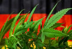 Recreational Marijuana Finally Legalized in Germany