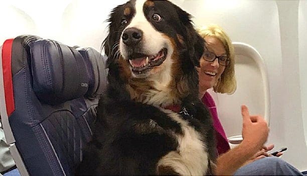 Emotional support animals no longer welcome on planes as service animals