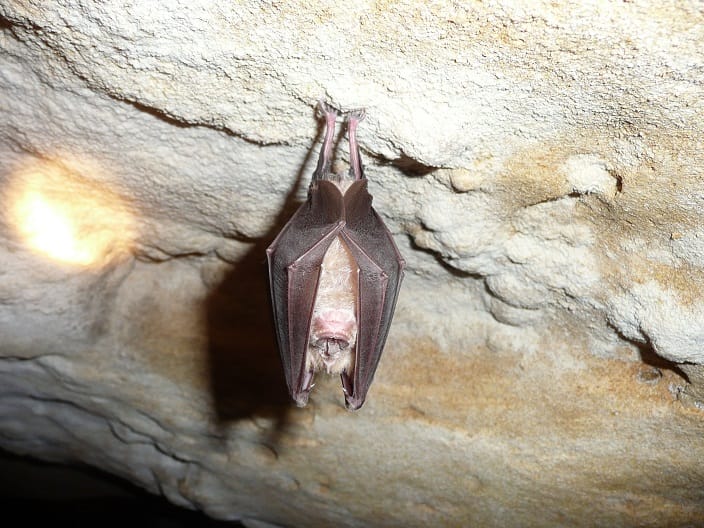 New coronavirus strain found in Japanese bat cave