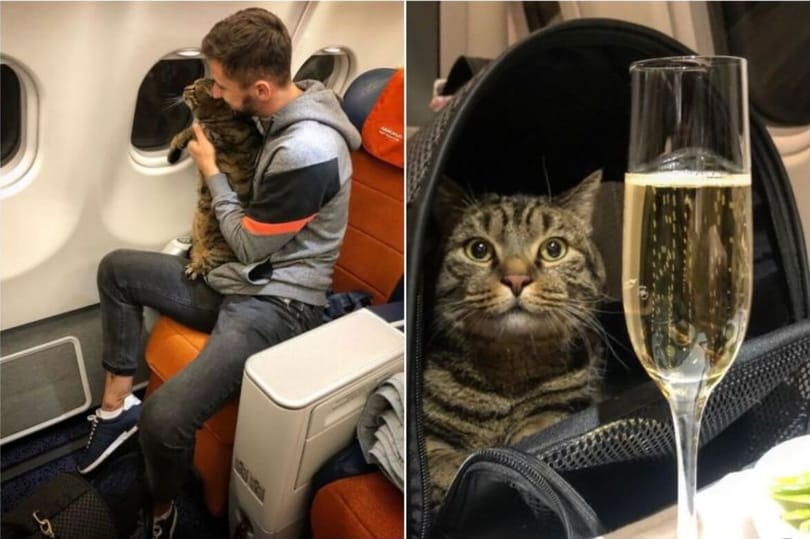 Kremlin: No comment on Aeroflot ‘fat cat’ incident