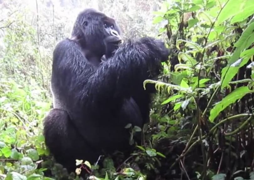 All About Mountain Gorilla Trekking – Guide, Tips To Trek Gorillas