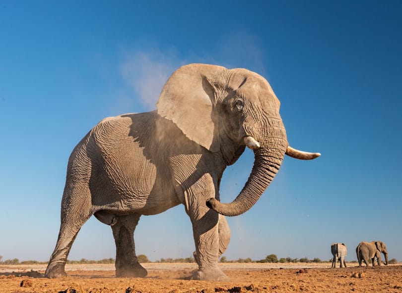 World Elephant Day 2020 falls on uncertain times for largest land mammal