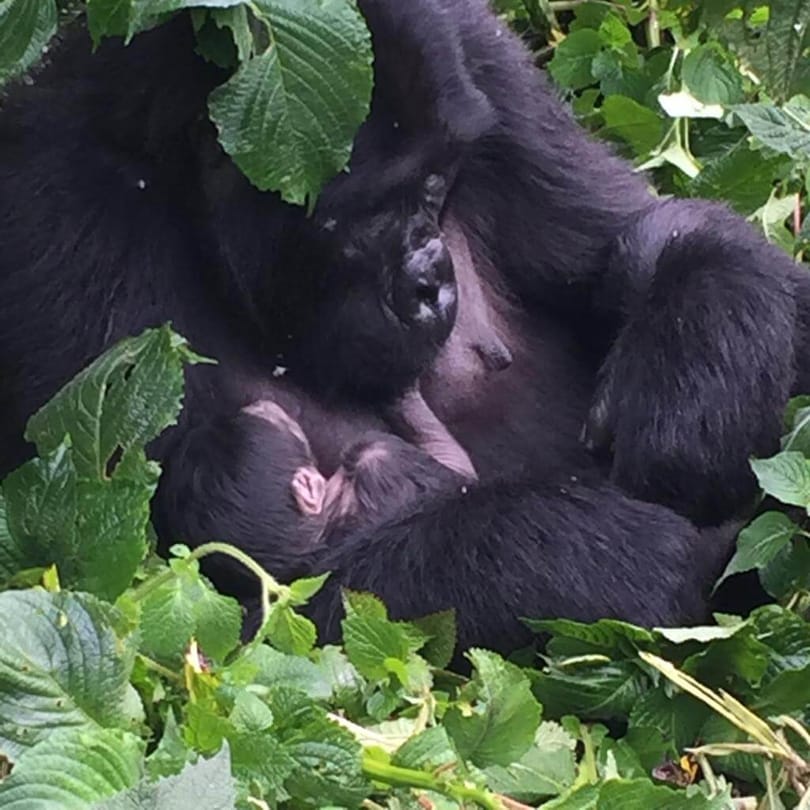 Gorilla Tourism: A Transformative Force Fueling Uganda Development