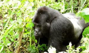 gorilla safari's afrika 300x180 | eTurboNews | eTN