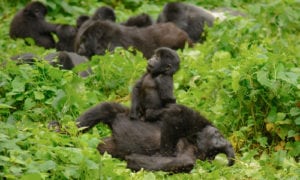 fitsangantsanganana gorila any uganda | eTurboNews | eTN