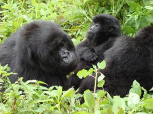 silverback gorilla trekking Ռուանդա | eTurboNews | eTN