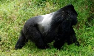 uganda | eTurboNews | eTN